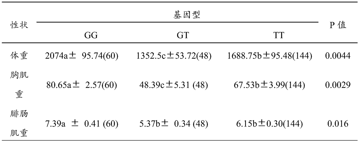 A molecular marker related to Gaoyou duck body weight, breast leg muscle weight and pectoral muscle fiber traits, its acquisition method and application