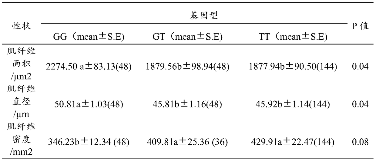 A molecular marker related to Gaoyou duck body weight, breast leg muscle weight and pectoral muscle fiber traits, its acquisition method and application