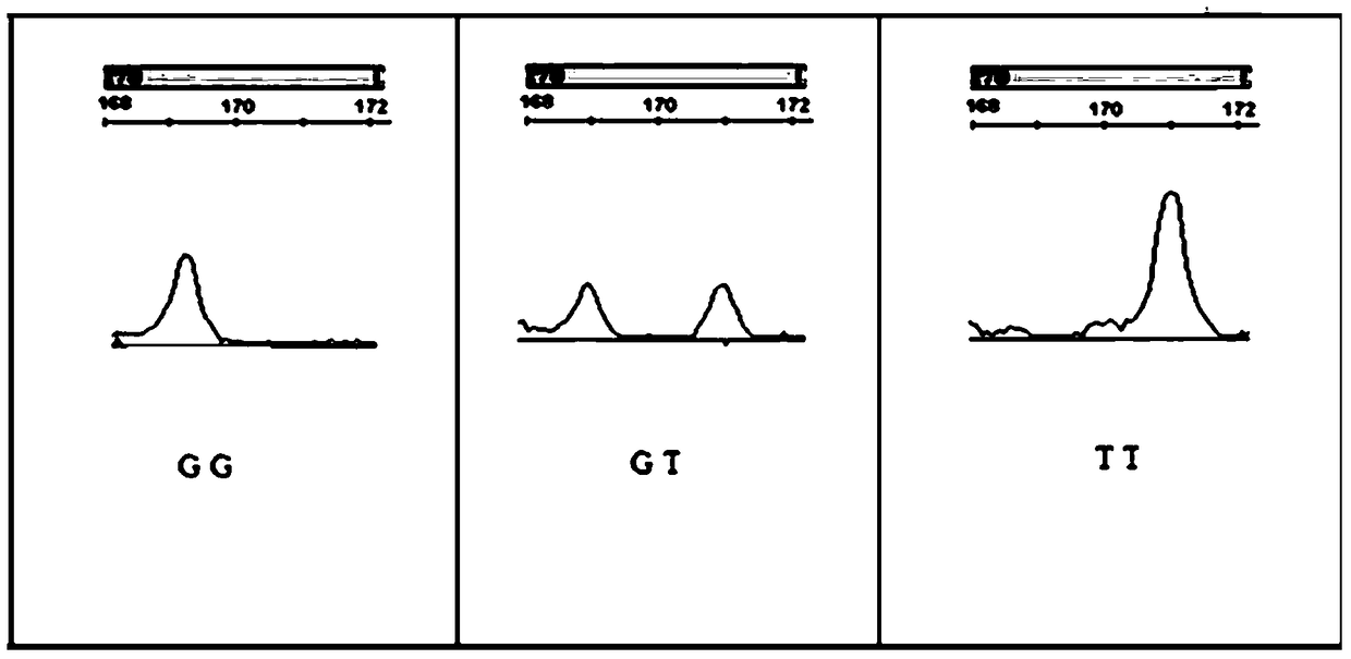 A molecular marker related to Gaoyou duck body weight, breast leg muscle weight and pectoral muscle fiber traits, its acquisition method and application