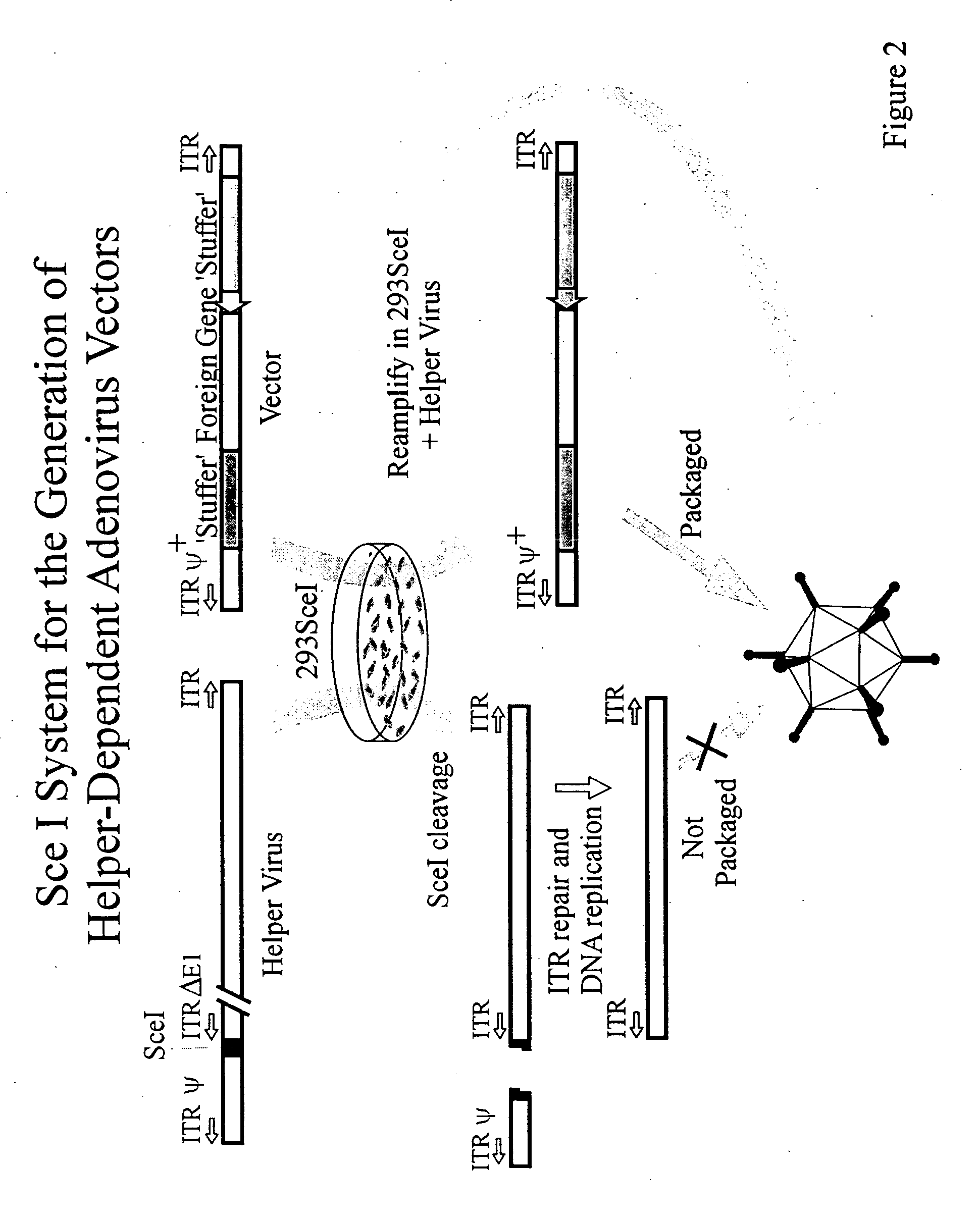 Adenovirus vectors comprising meganuclease-type endonucleases, and related systems