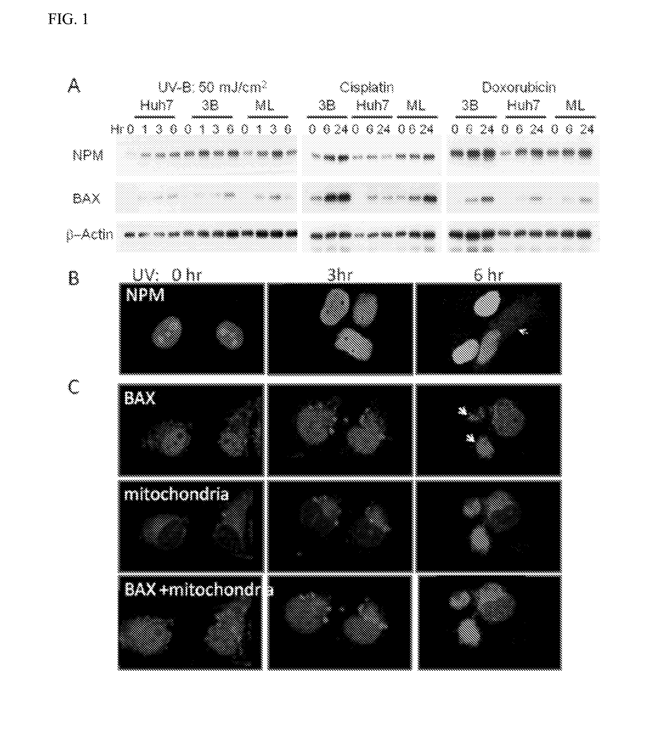 Novel pharmaceutical composition and uses thereof