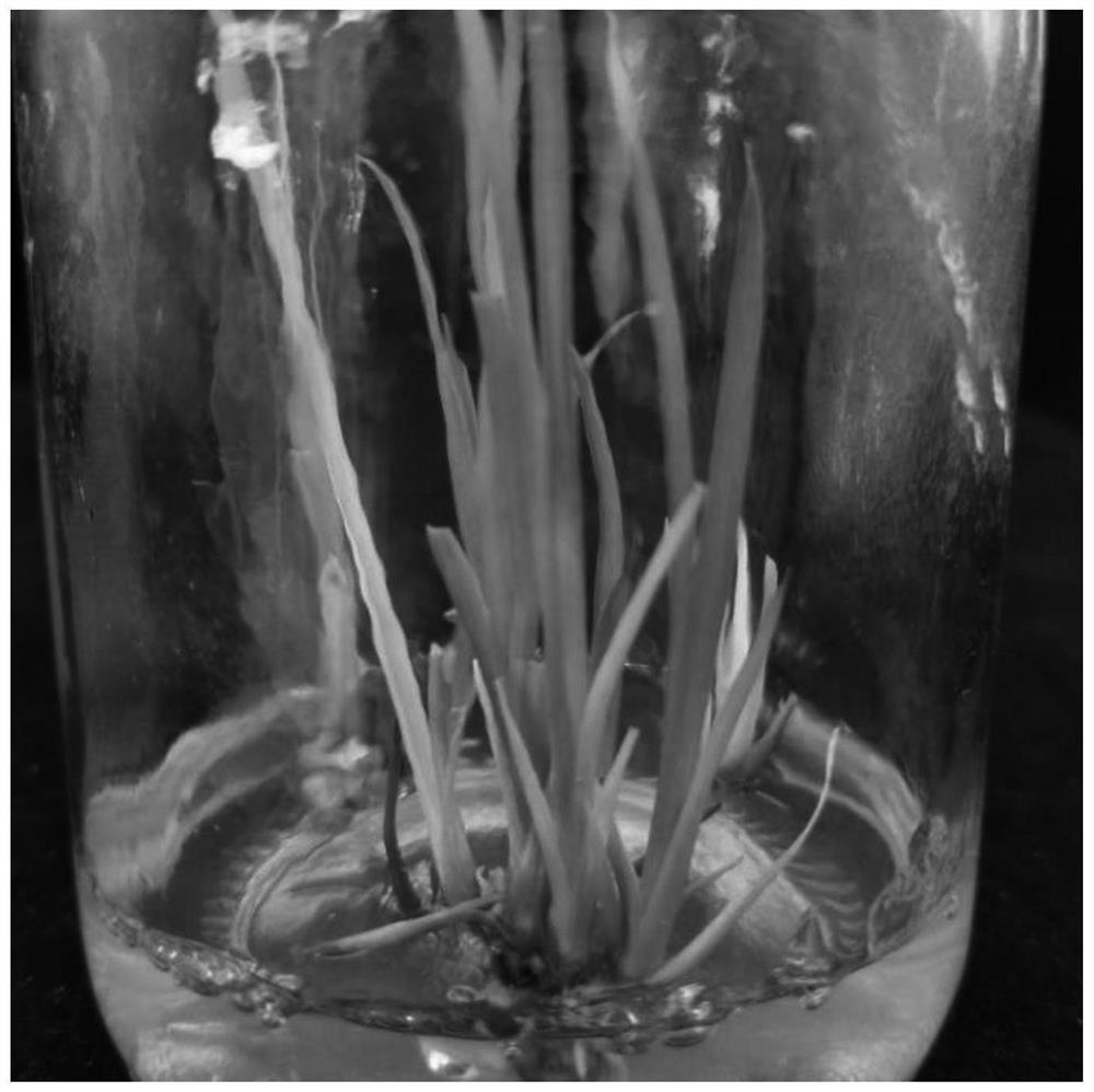 Method for establishing plant regeneration system in Iris laevigata cluster bud way