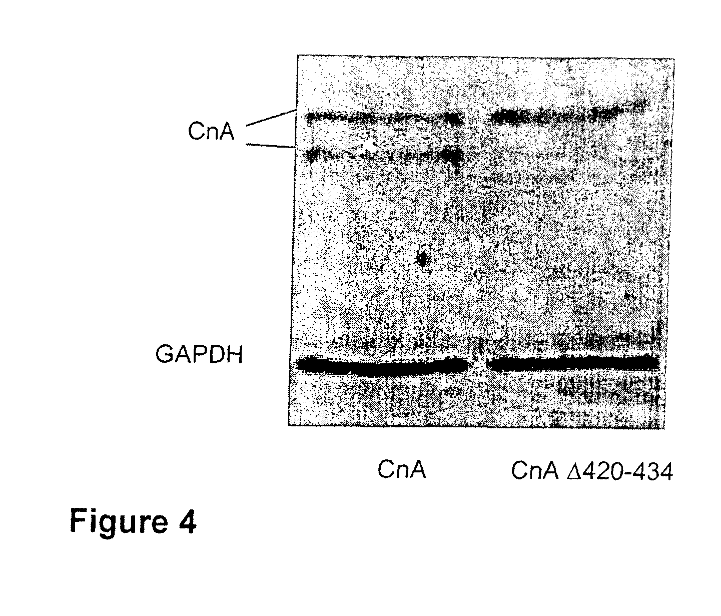 Peptide for inhibition of calcineurin