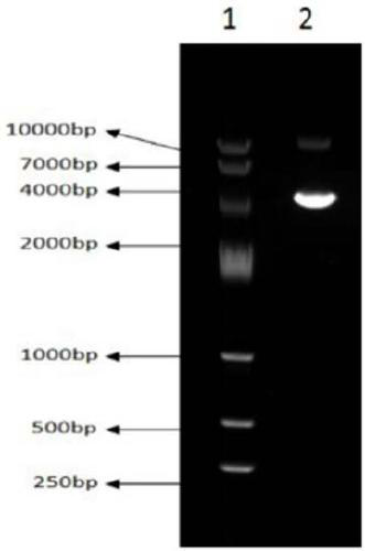 Method for large-scale purification of plasmid DNA