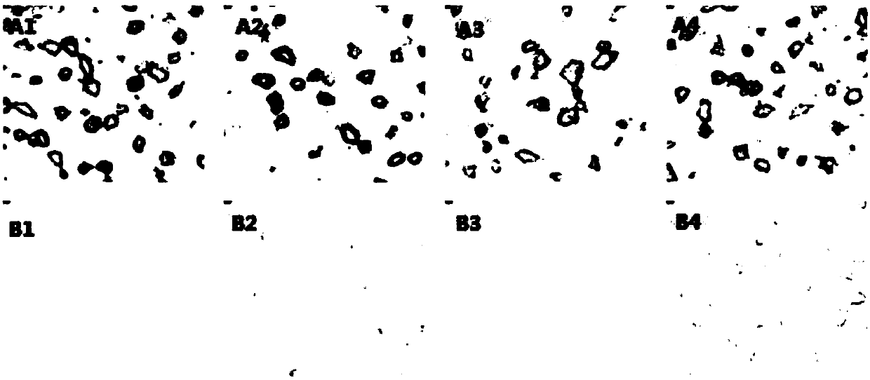 High-stability PD-L1 antibody reagent and application thereof