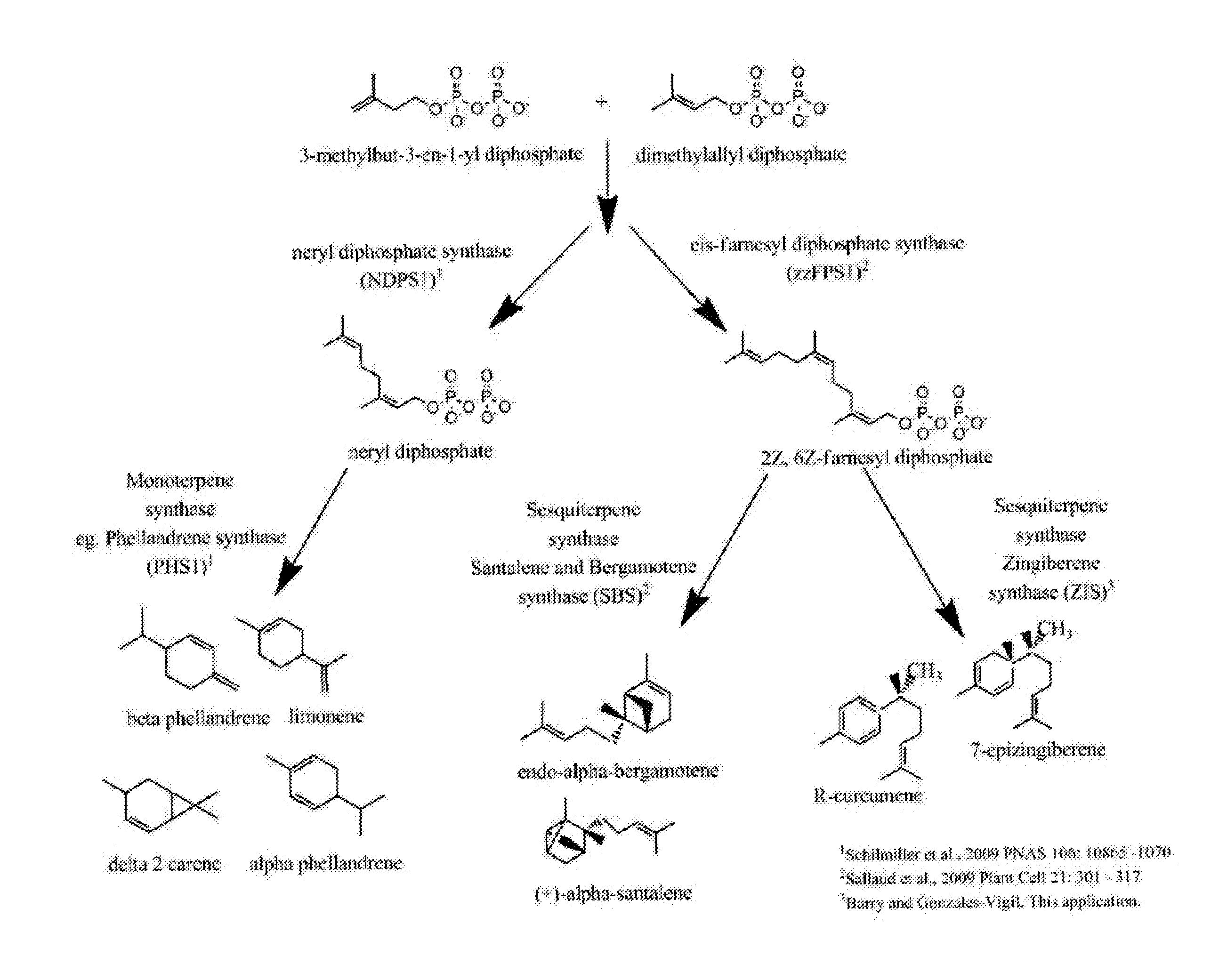 Enzymes that synthesize zingiberene