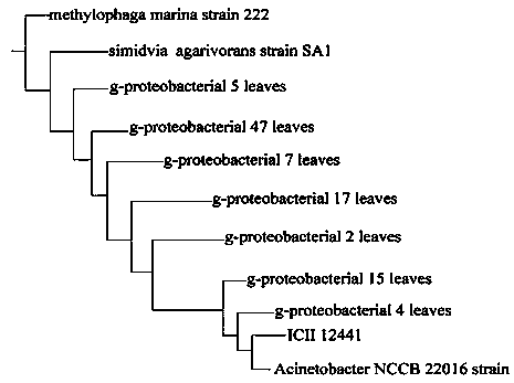 Acinetobacter calcoaceticus with free living nitrogen fixation and phosphorus and potassium dissolving capability and application of acinetobacter calcoaceticus