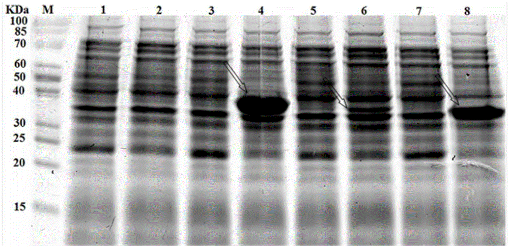 Strains with High Bile Salt Resistance and Bile Salt Hydrolase Gene