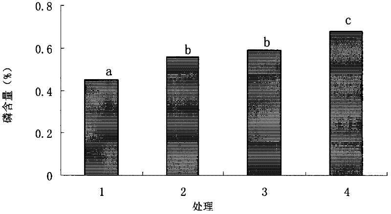 Phytase microbial inoculum and preparation method thereof