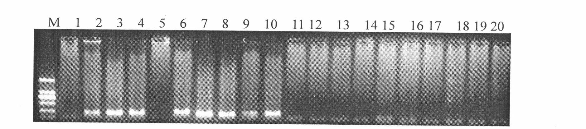 Primers for molecular detection of nontoxic genes of Magnaporthe grisea and application thereof