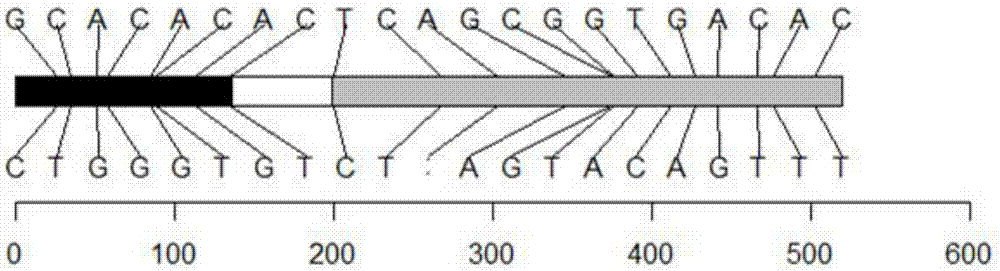 Recombinant nucleic fragment RecCR010315 and detection primer and application thereof
