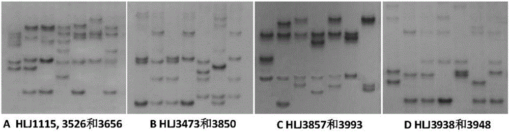 Method utilizing microsatellite markers to identify polycultured Songpu mirror carp family