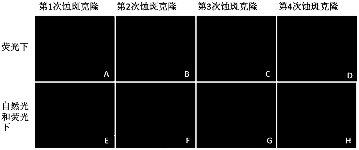 Recombinant pseudorabies virus strain expressing hog cholera virus E2 protein and preparation method and application thereof