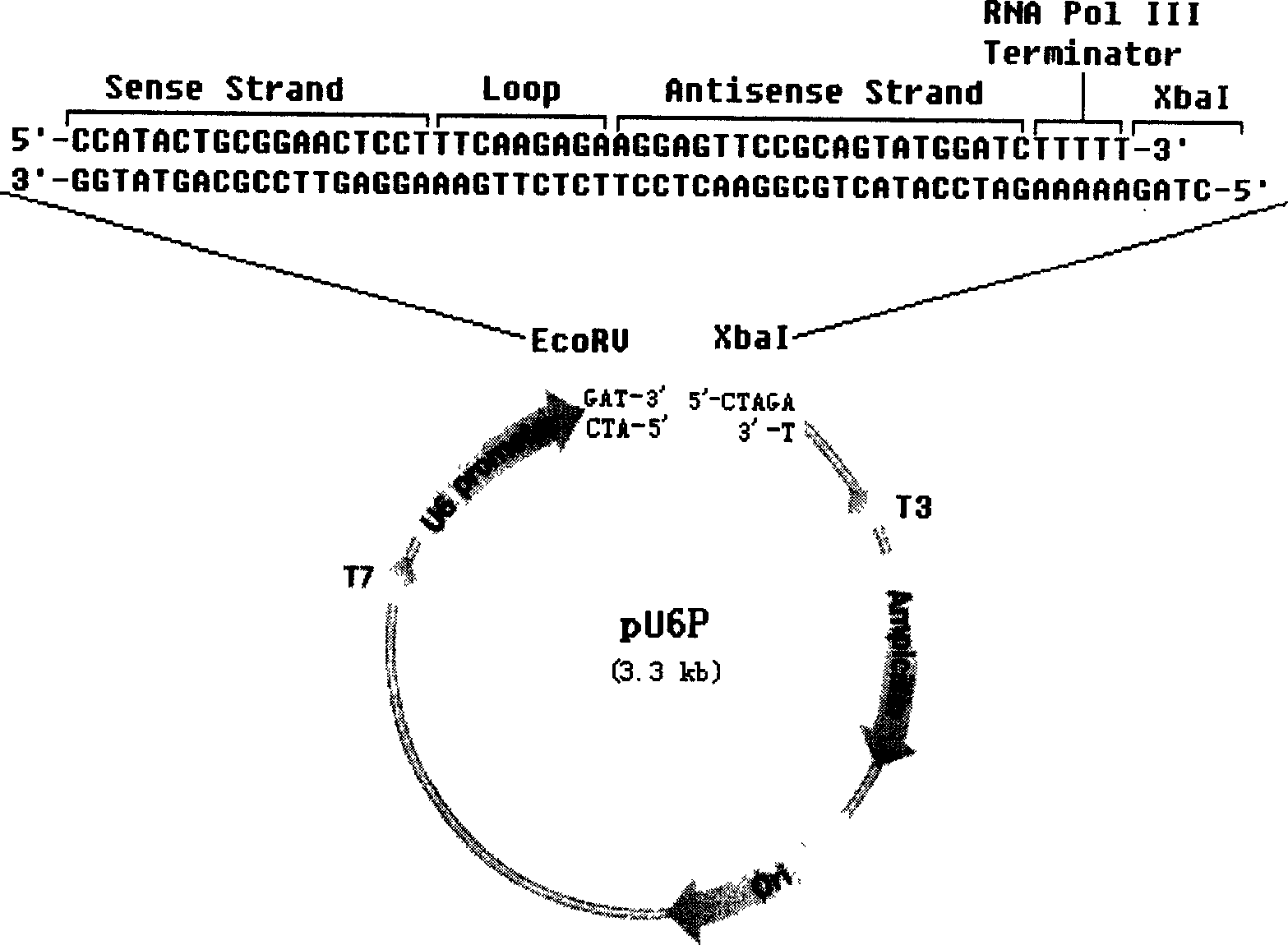 RNA interfered target sequence of HBV and use thereof