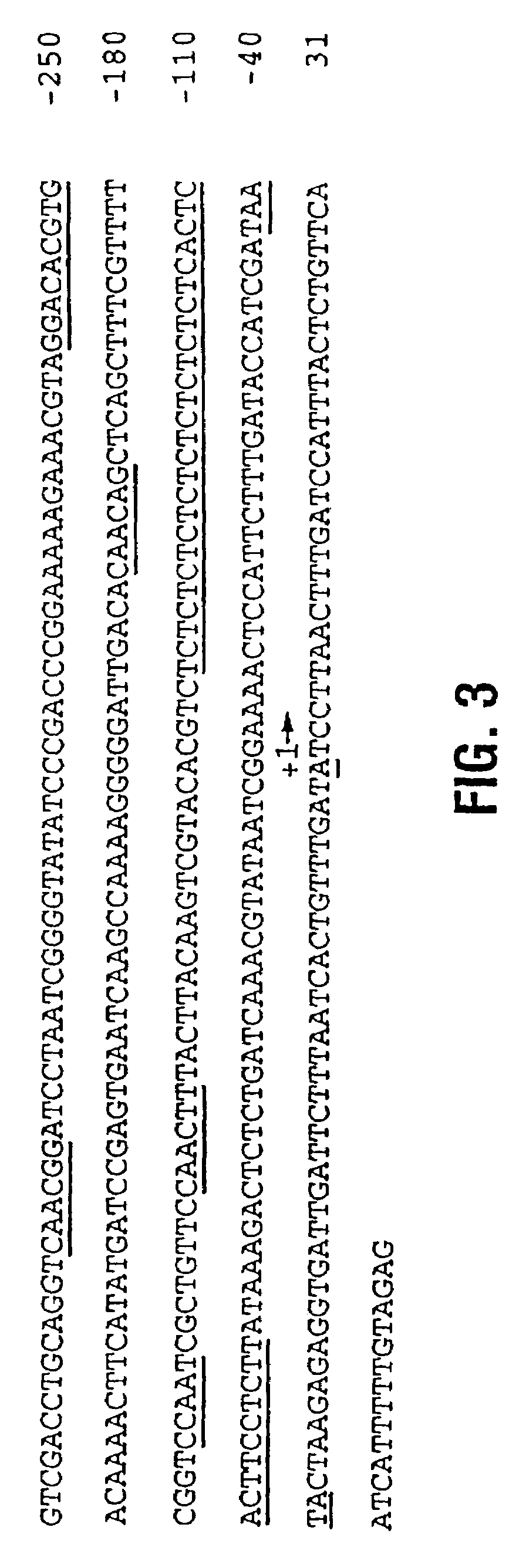 Plants with enhanced levels of nitrogen utilization proteins in their root epidermis and uses thereof