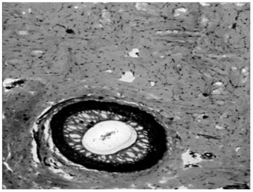 A kind of bioscaffold material suitable for cell growth and preparation method thereof