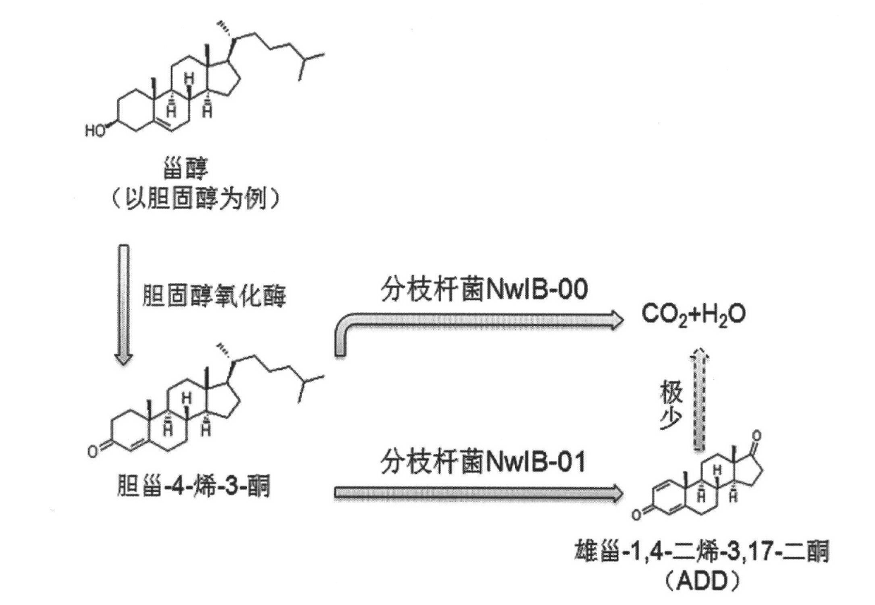 Cholesterol oxidase gene, engineering bacterium and application thereof