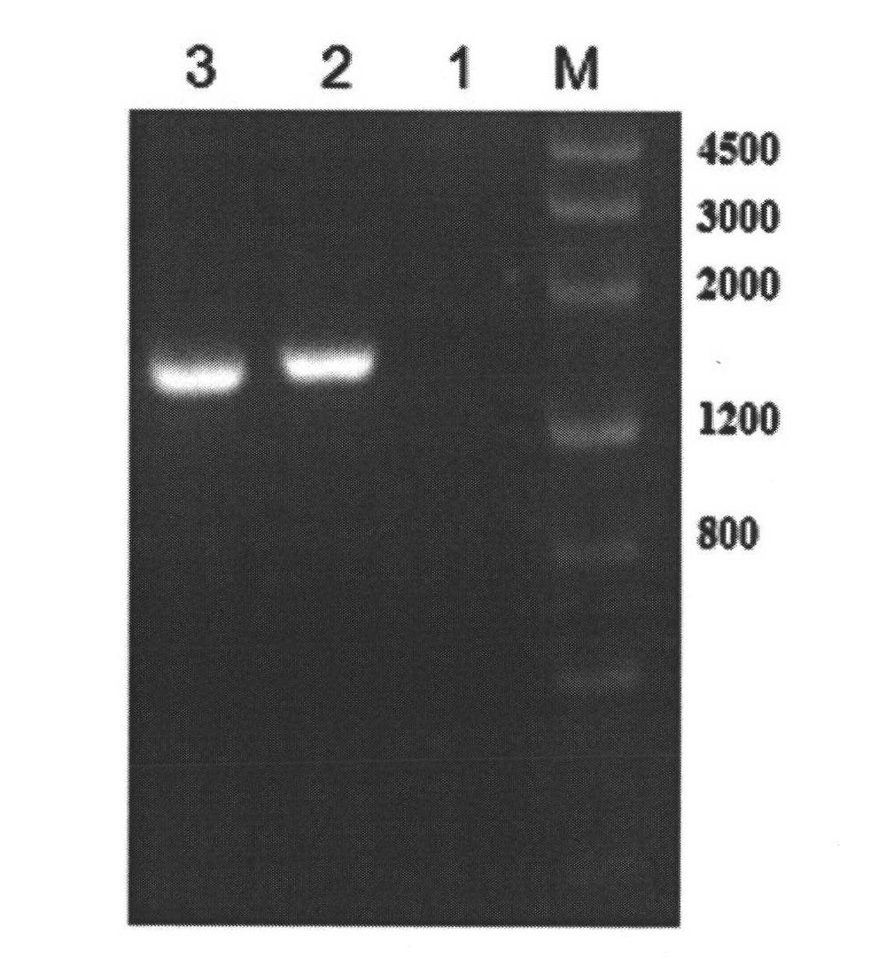 Cholesterol oxidase gene, engineering bacterium and application thereof