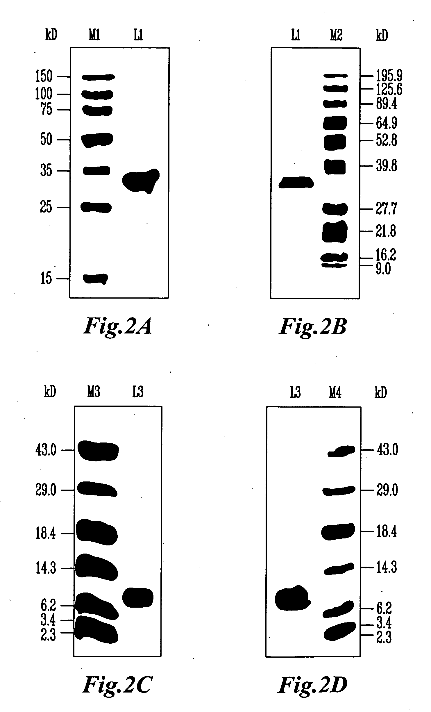 Plant cell wall loosening activity of group 2/3 allergens of grass pollen