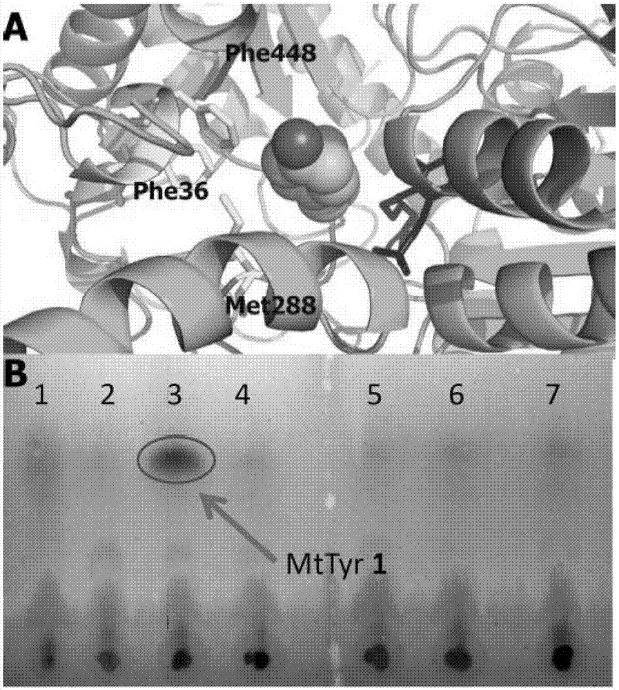 3-Methylthiotyrosine Translation System and Its Application