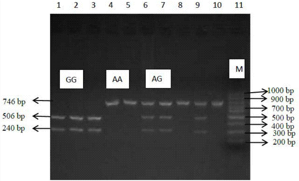 Molecular cloning of GLP2R gene fragments associated with pork quality traits and application of GLP2R gene fragments