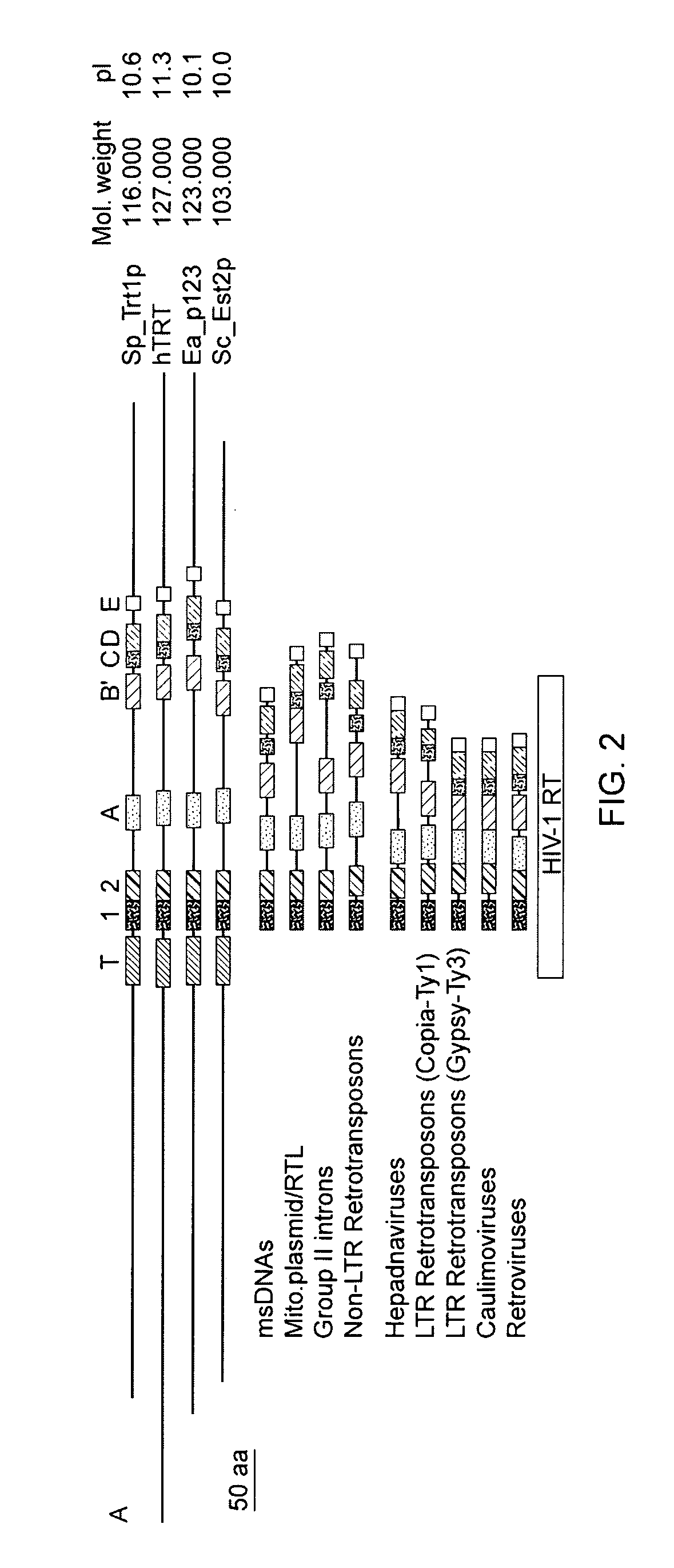 Nucleic acid compositions for eliciting an immune response against telomerase reverse transcriptase