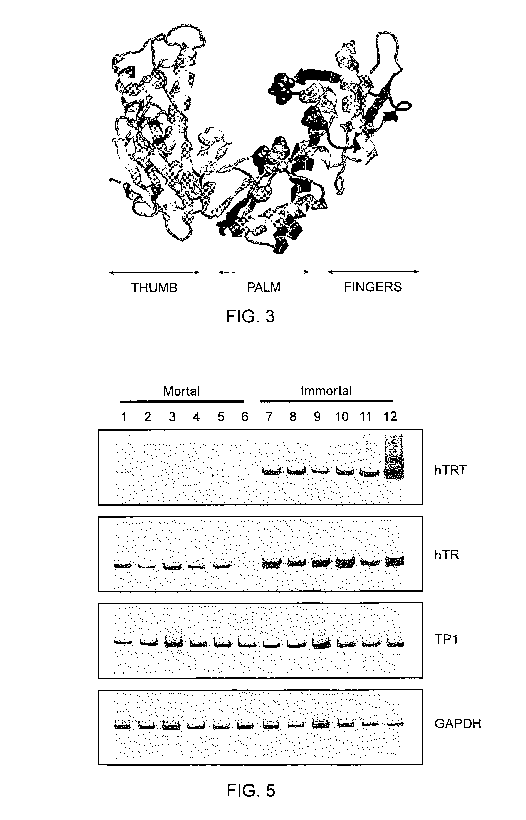 Nucleic acid compositions for eliciting an immune response against telomerase reverse transcriptase