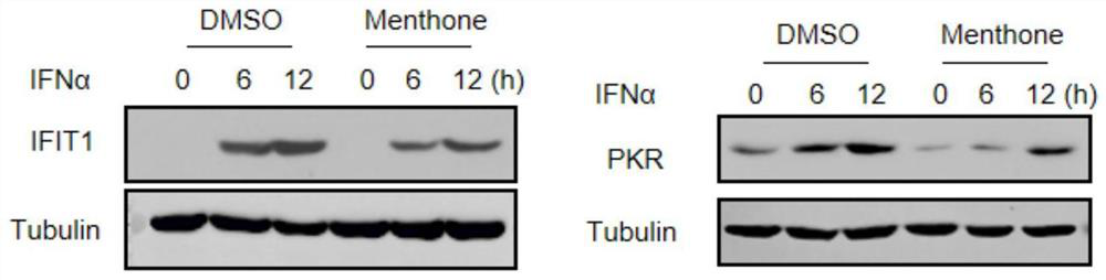 Application of menthone to preparation of medicine for treating rheumatoid arthritis