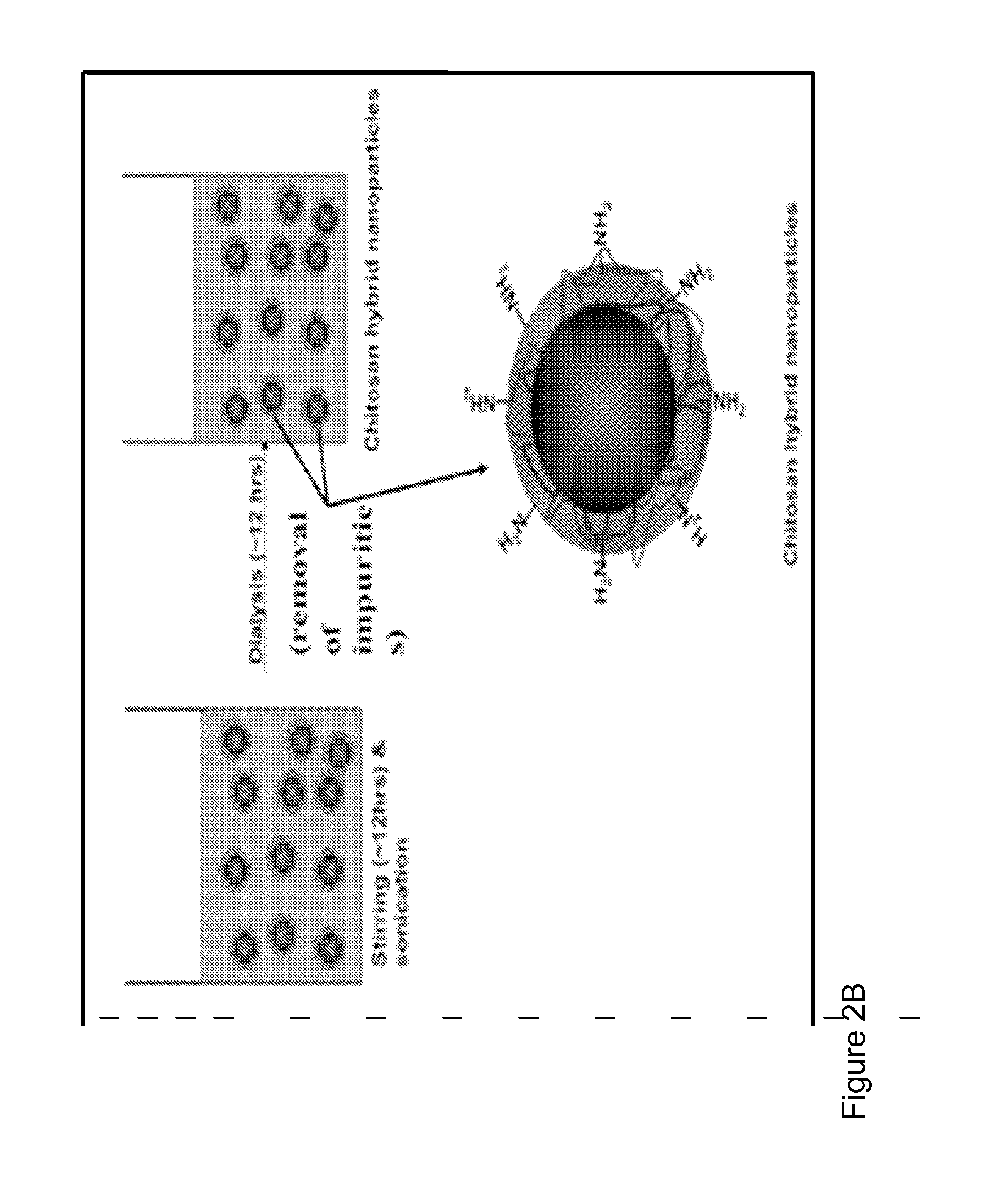 Novel hemostatic patch and uses thereof