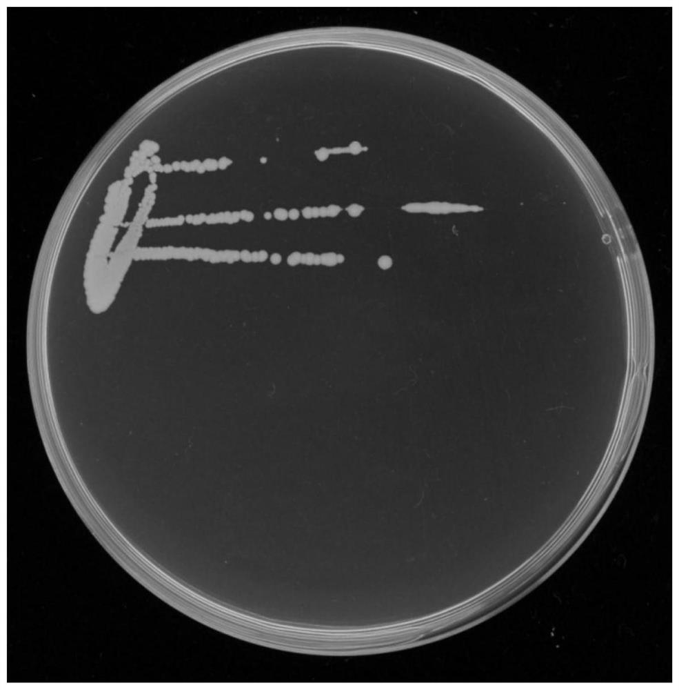 A strain of Burkholderia cepacia and its application in the control of litchi frost blight and litchi anthracnose
