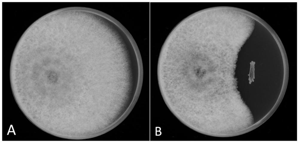 A strain of Burkholderia cepacia and its application in the control of litchi frost blight and litchi anthracnose