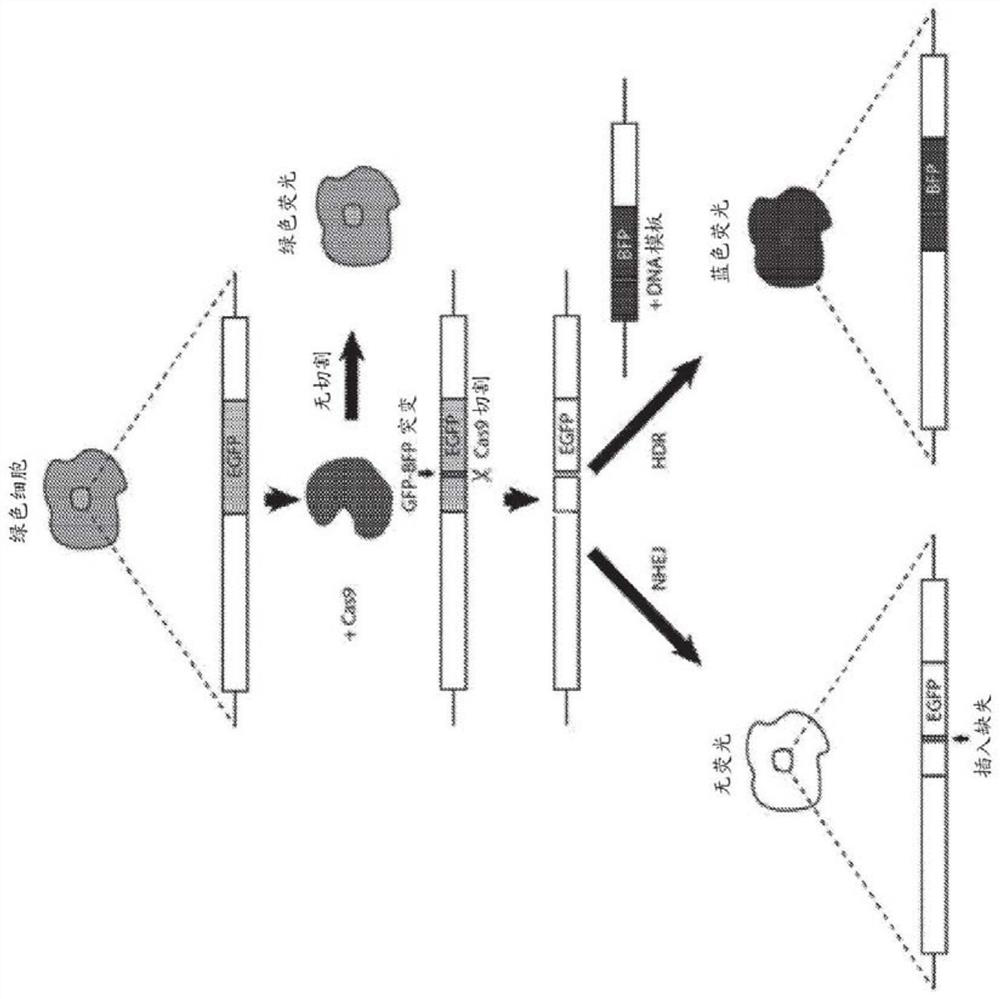 In vivo homology directed repair in heart, skeletal muscle, and muscle stem cells