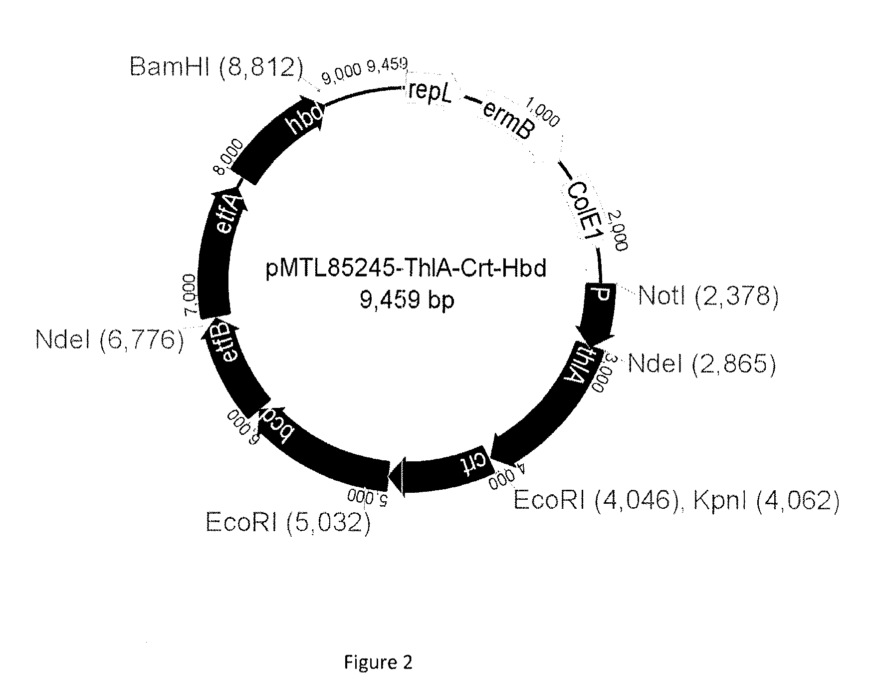 Recombinant microorganism and methods of production thereof