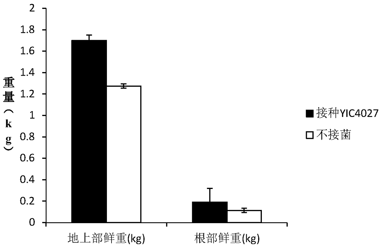 A kind of rhizobia and its application