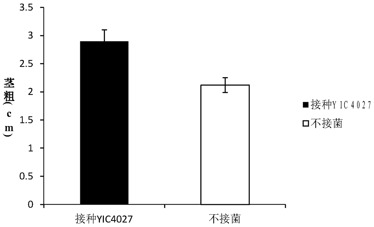 A kind of rhizobia and its application