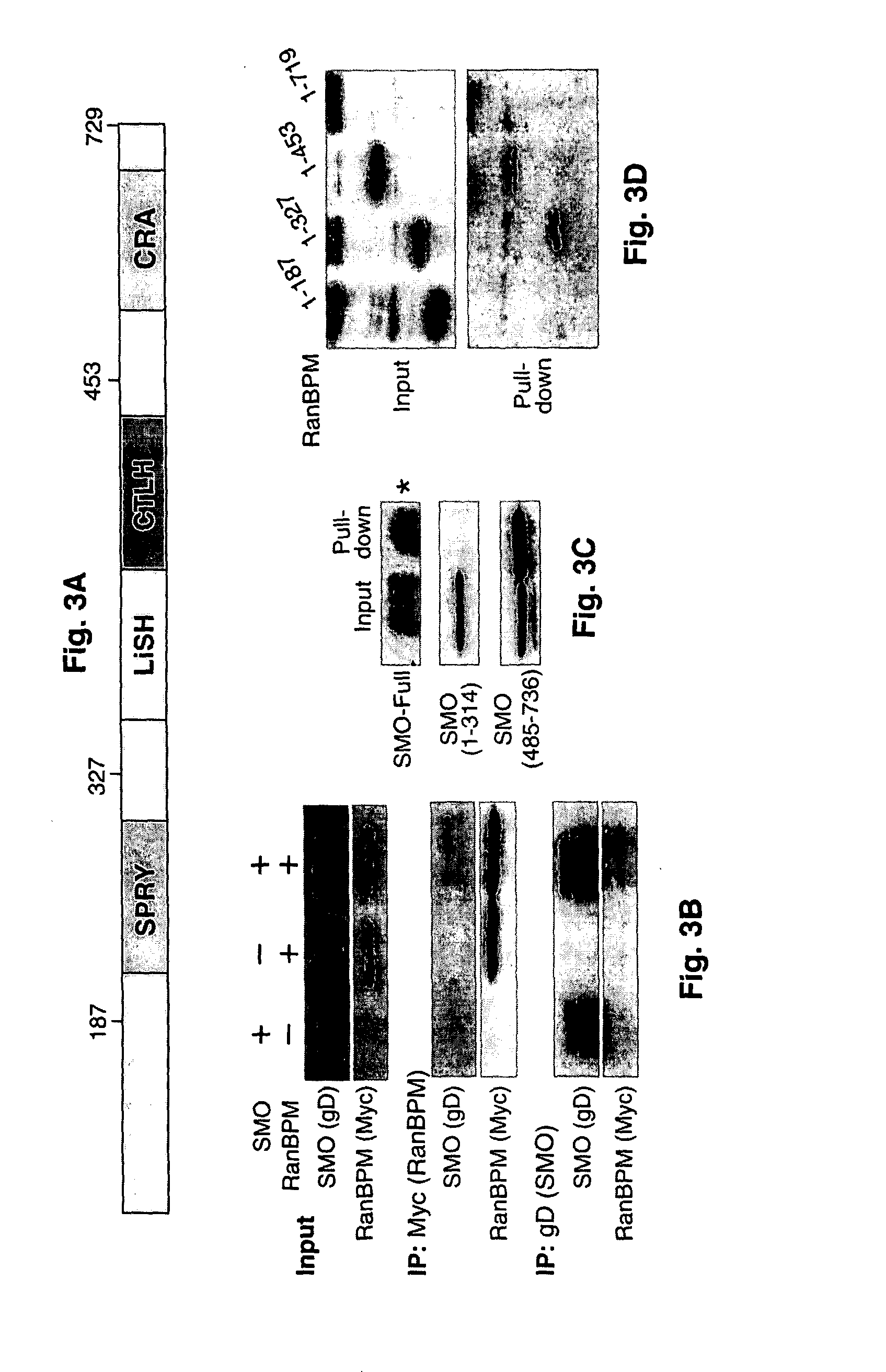 Hedgehog signaling pathway proteins and uses thereof