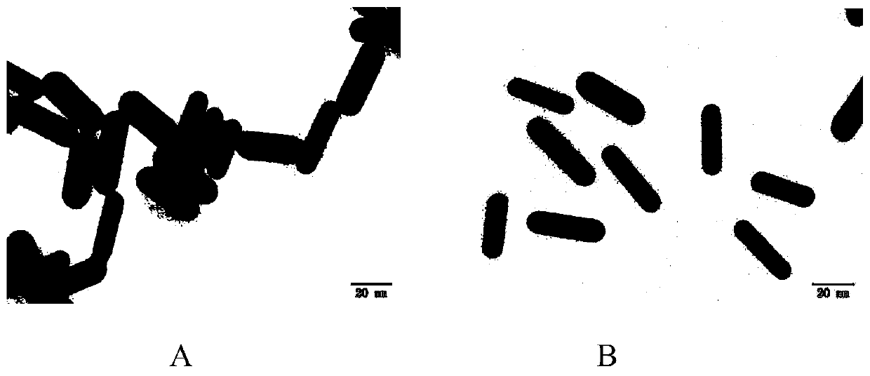 HPMA-polymer-modified-gold-nanorod medicine-carrying system and production method and application thereof