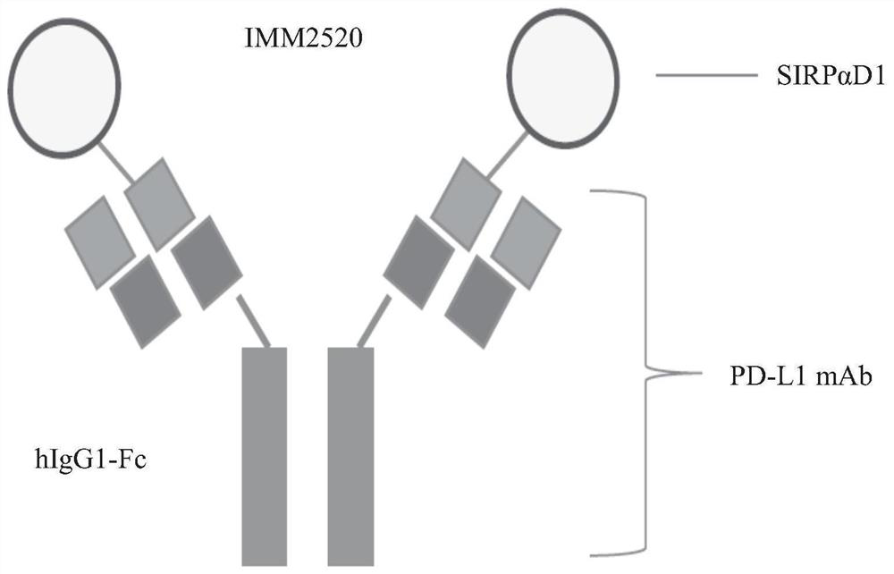 Recombinant fusion protein targeting CD47 and PD-L1 as well as preparation and application of recombinant fusion protein