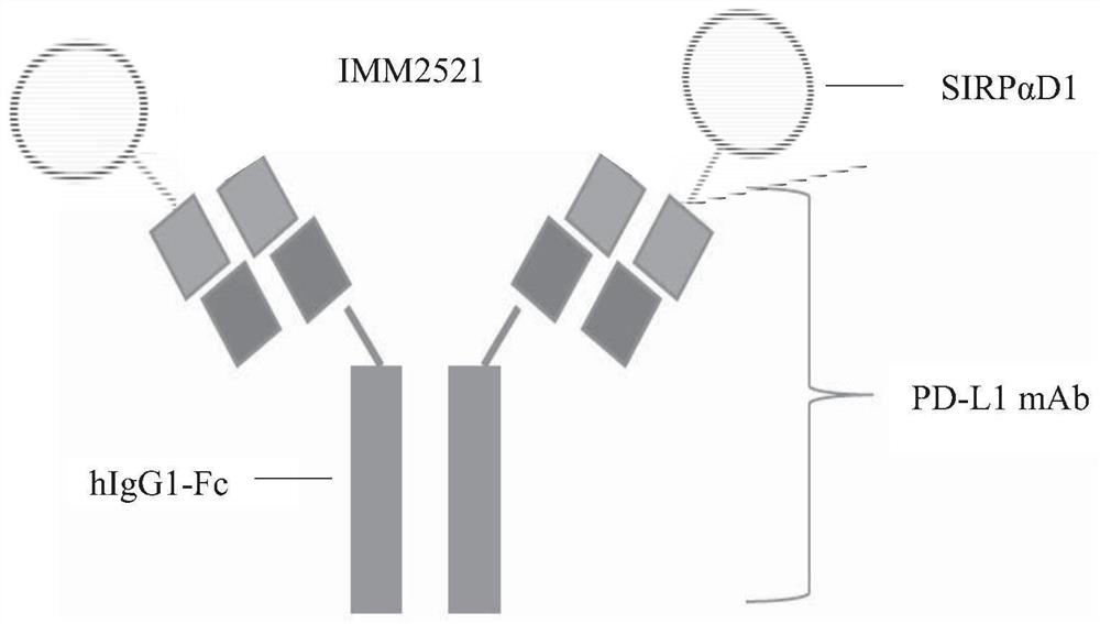 Recombinant fusion protein targeting CD47 and PD-L1 as well as preparation and application of recombinant fusion protein