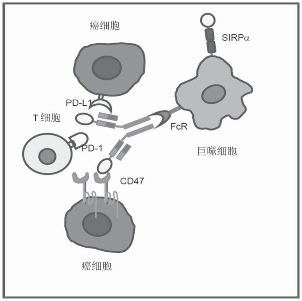Recombinant fusion protein targeting CD47 and PD-L1 as well as preparation and application of recombinant fusion protein
