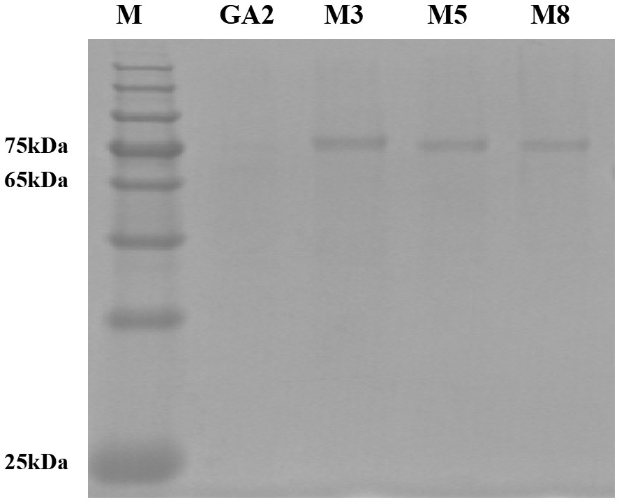 Glucoamylase mutant m5 with increased secreted expression and its gene and application