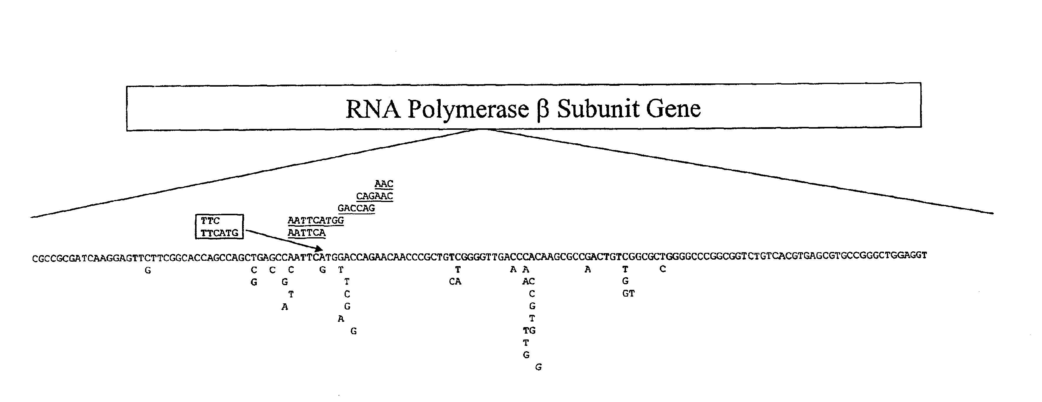 Mutation detection on RNA polmerase beta subunit gene having rifampin resistance