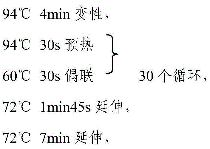 Method for rapidly identifying mirror carps