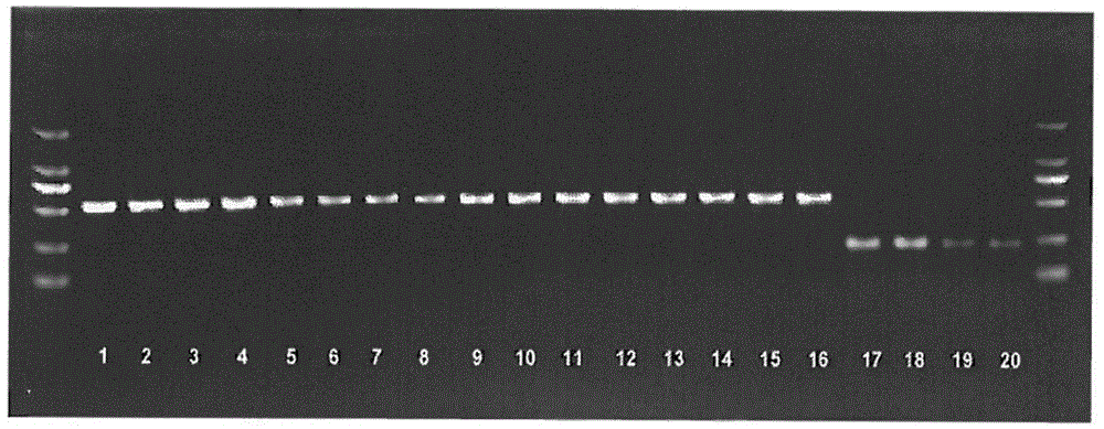 Method for rapidly identifying mirror carps