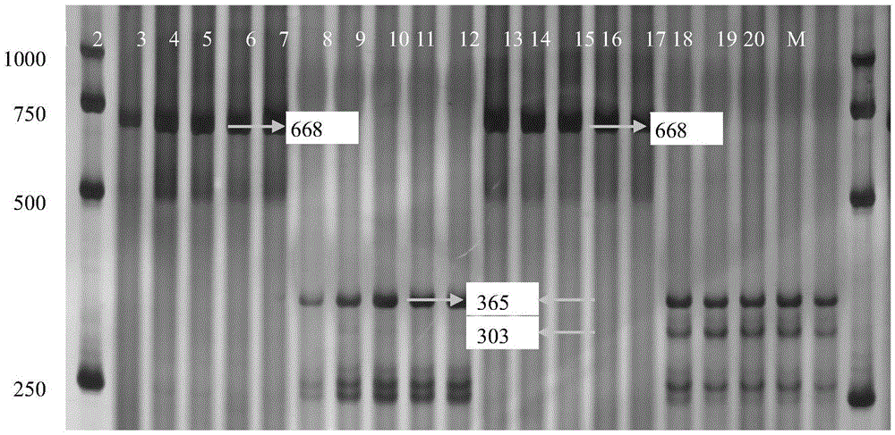 Multi-locus molecular marker-assisted selection method combined with the whole process of conventional wheat breeding