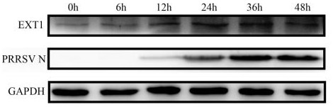 A method for screening pigs resistant to PRRS based on the expression level of ext1