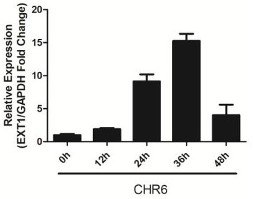 A method for screening pigs resistant to PRRS based on the expression level of ext1