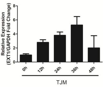 A method for screening pigs resistant to PRRS based on the expression level of ext1