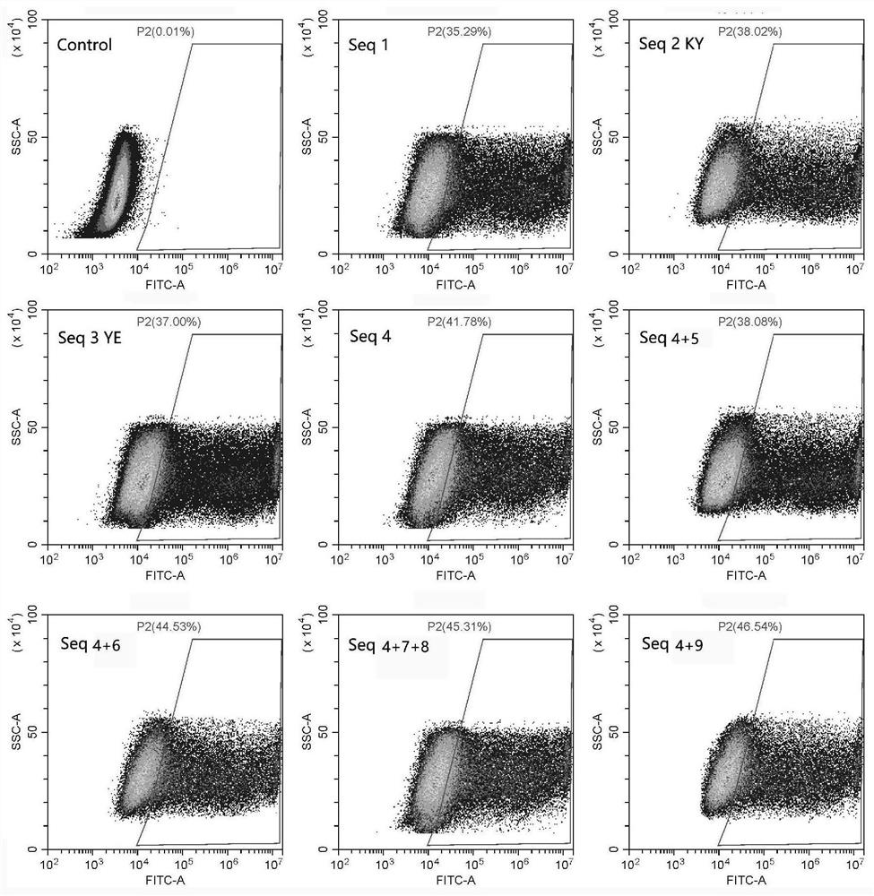 mRNA for coding CAR gene, combined mRNA, construction method, CAR-T cell and application