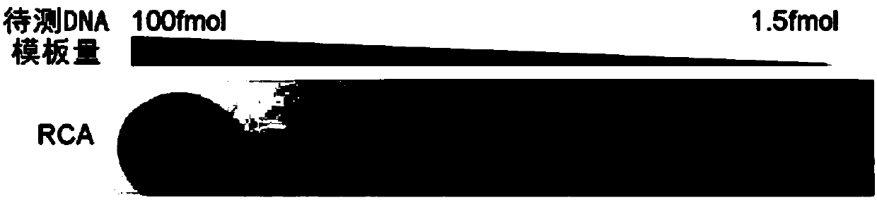 Fast silver staining method for RCA (rolling circle amplification) product